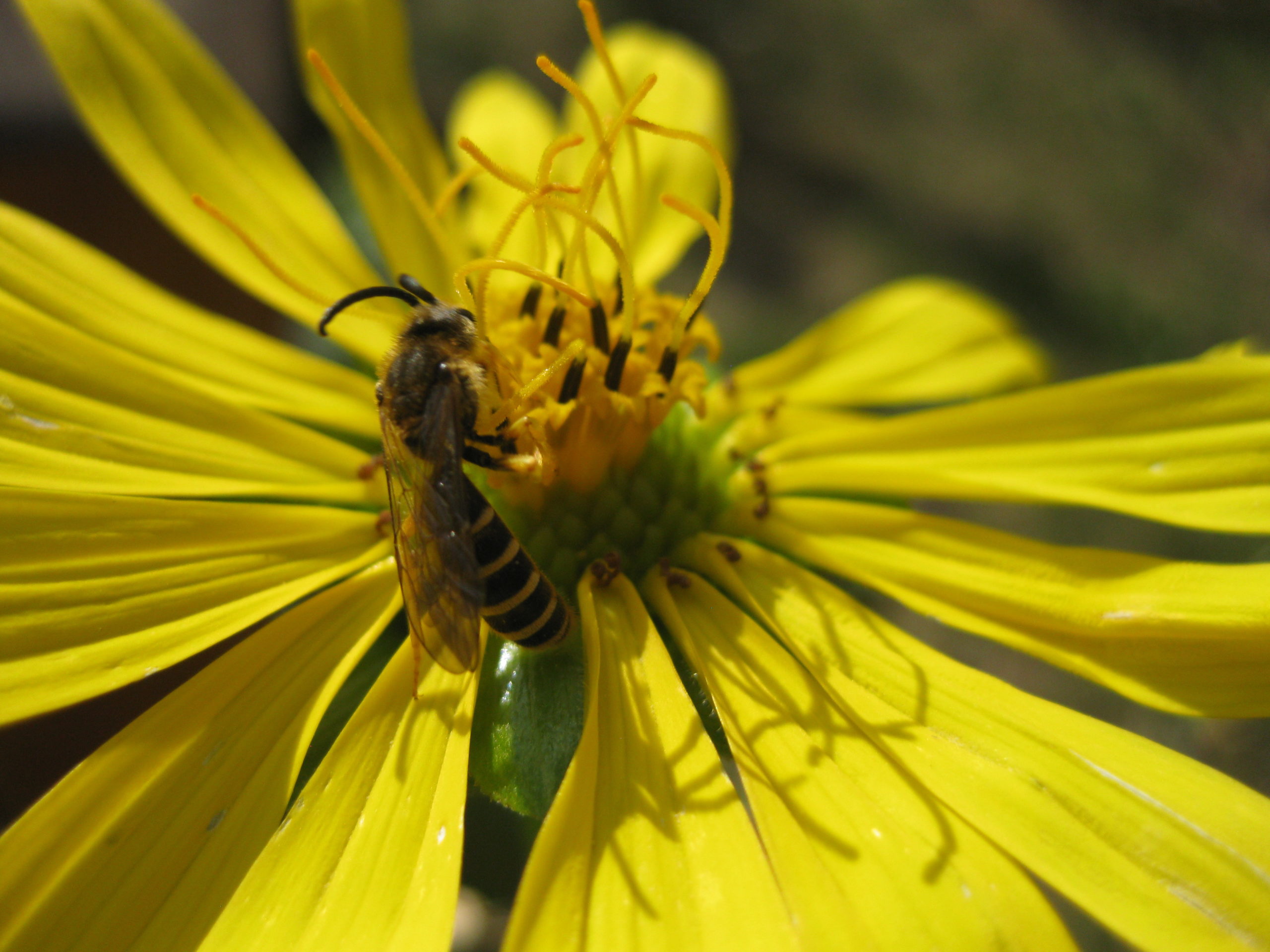 Biene auf der Blüte einer Silphie